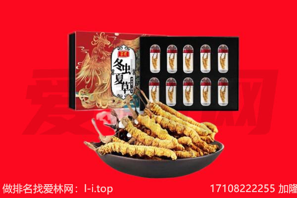 东川区回收虫草.jpg